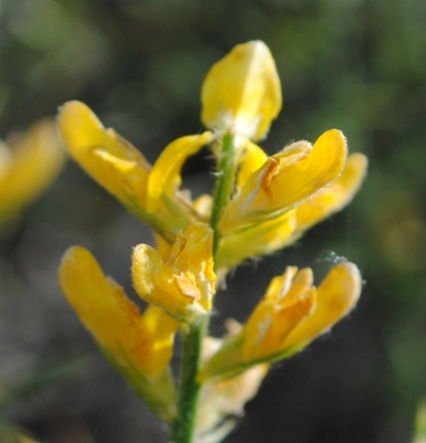 da determinare - Genista cfr.sylvestris