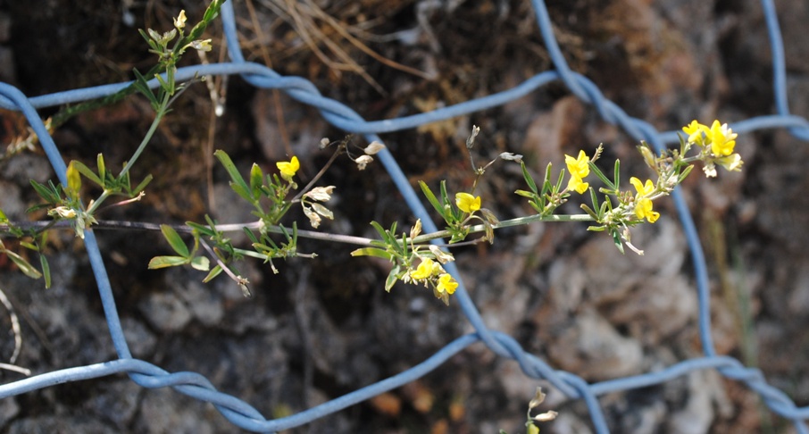 Da determinare - Medicago prostrata