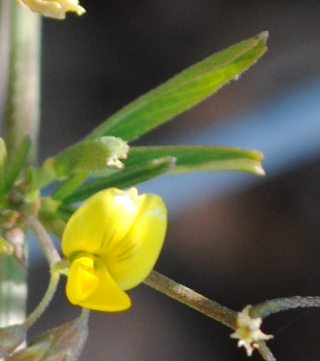 Da determinare - Medicago prostrata