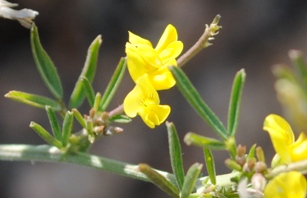 Da determinare - Medicago prostrata