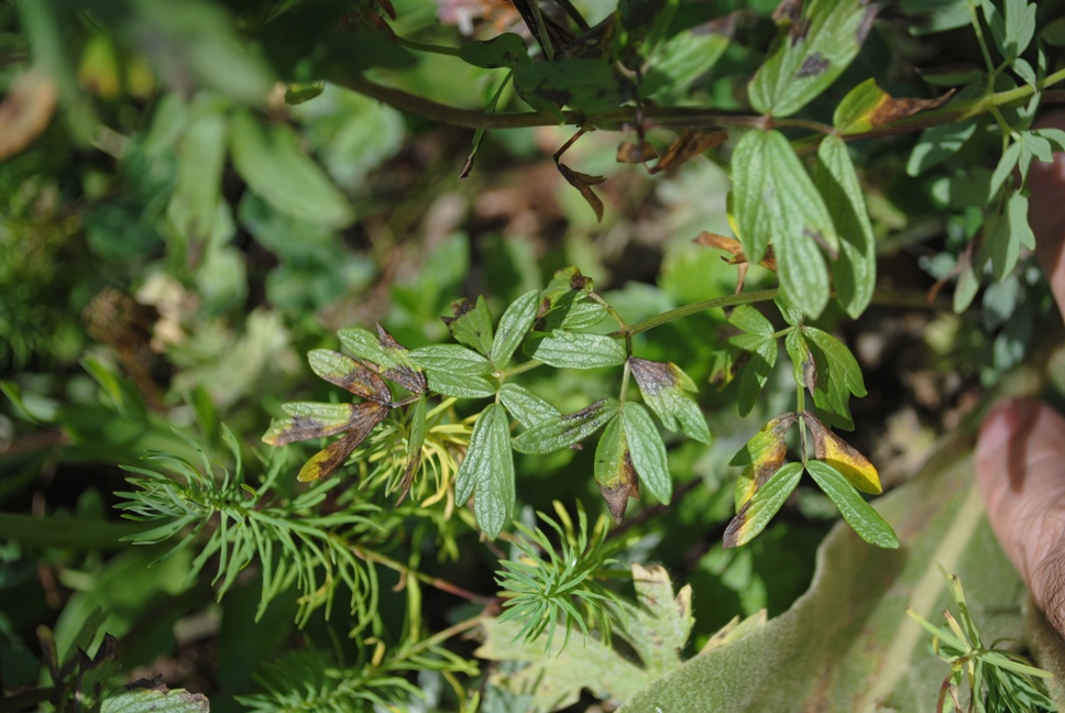 Thalictrum cfr. flavum