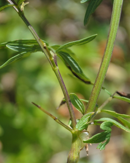 Thalictrum cfr. flavum