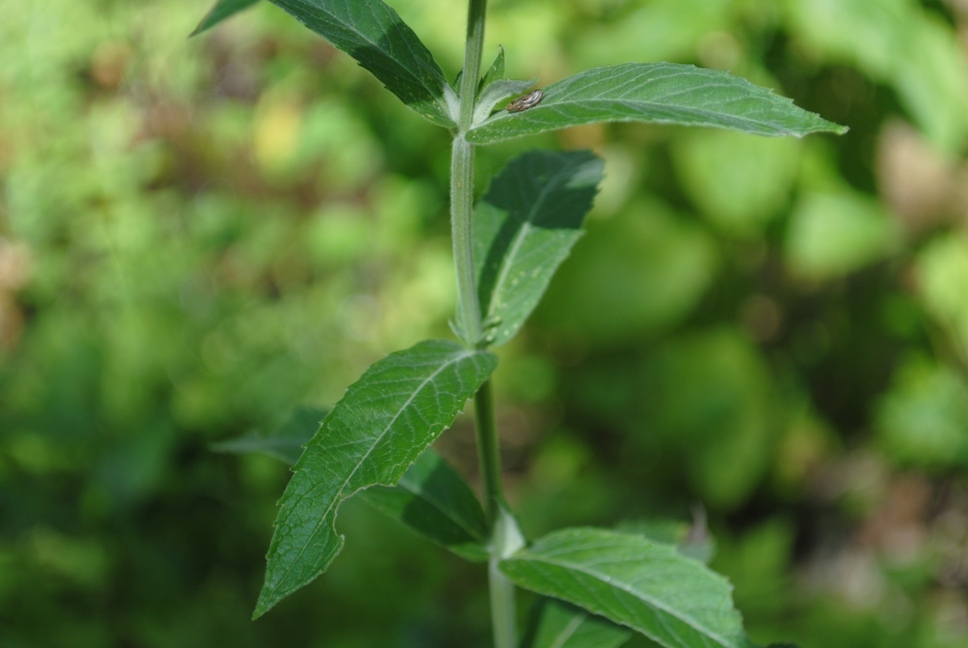 Mentha longifolia (L.) Huds.