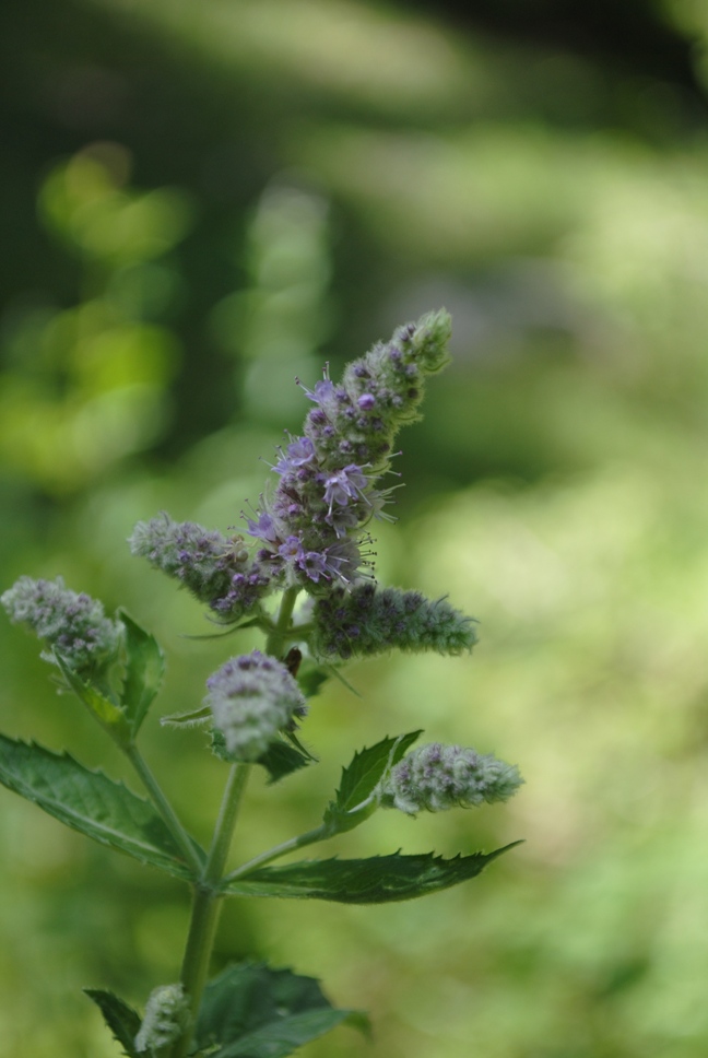 Mentha longifolia (L.) Huds.
