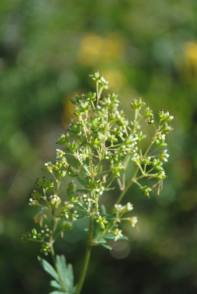 Thalictrum cfr. flavum