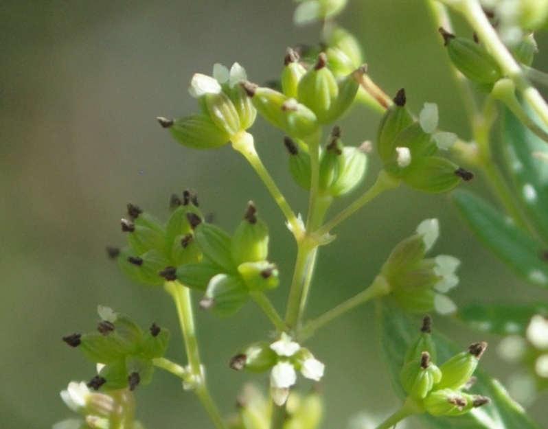 Thalictrum cfr. flavum