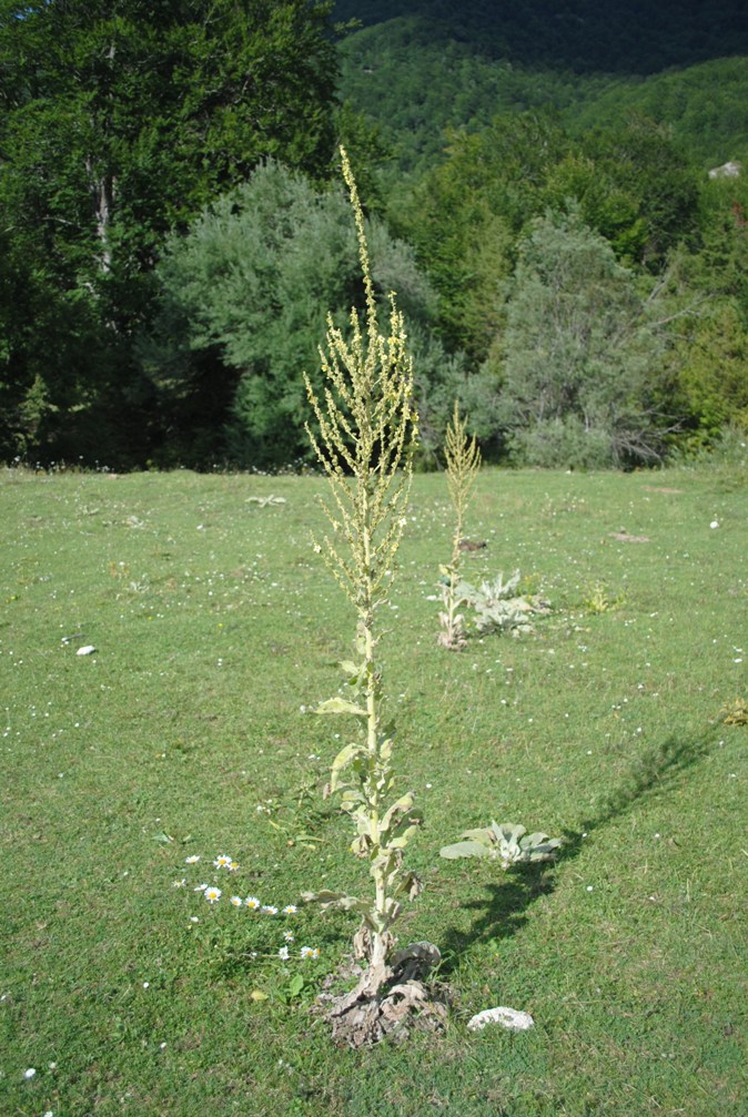 Verbascum cfr. mallophorum