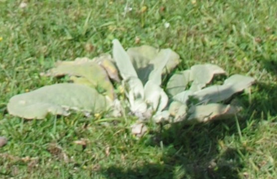 Verbascum cfr. mallophorum