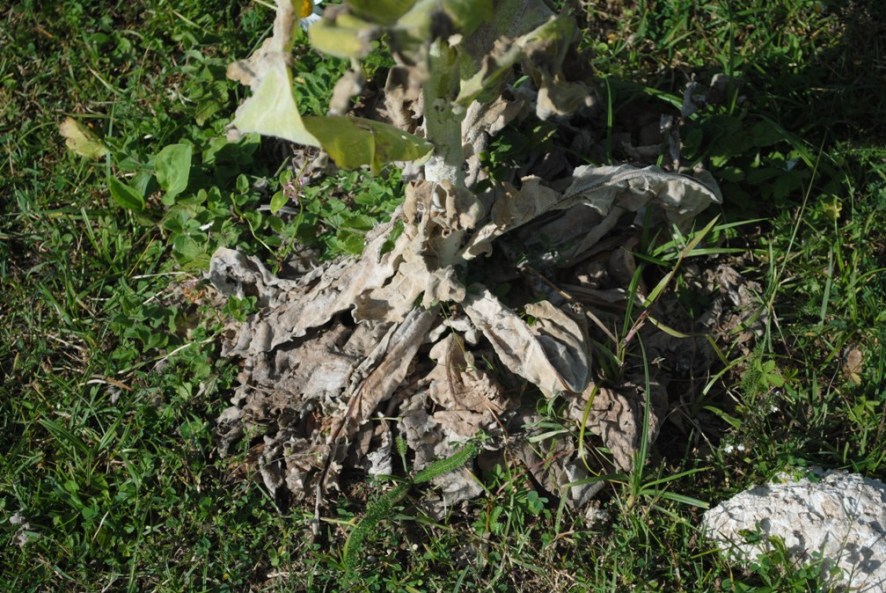 Verbascum cfr. mallophorum
