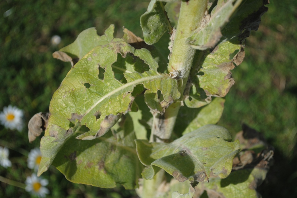 Verbascum cfr. mallophorum