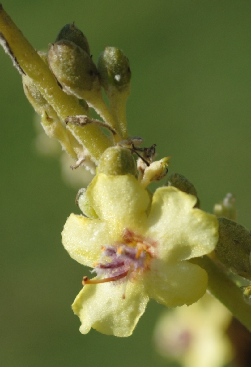 Verbascum cfr. mallophorum