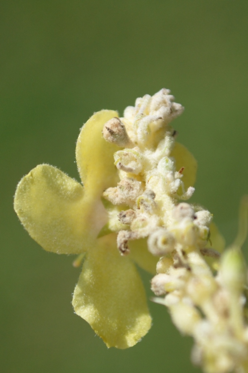 Verbascum cfr. mallophorum