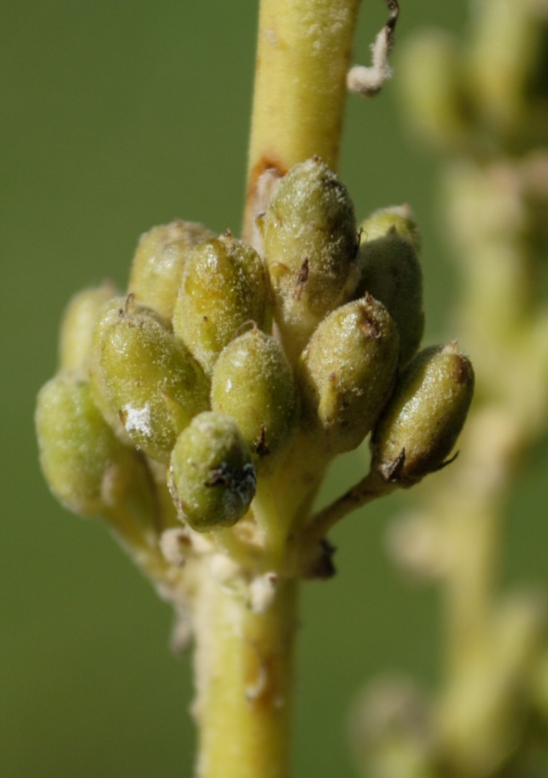 Verbascum cfr. mallophorum