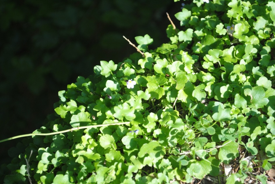 Cymbalaria muralis / Ciombolino comune