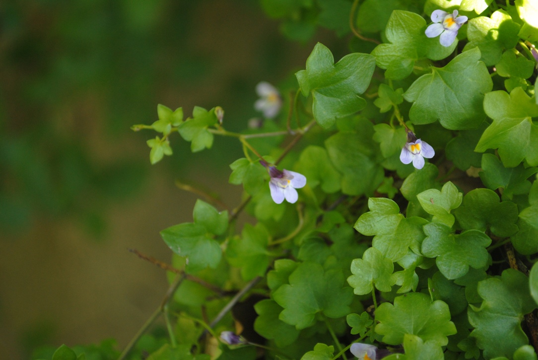 Cymbalaria muralis / Ciombolino comune