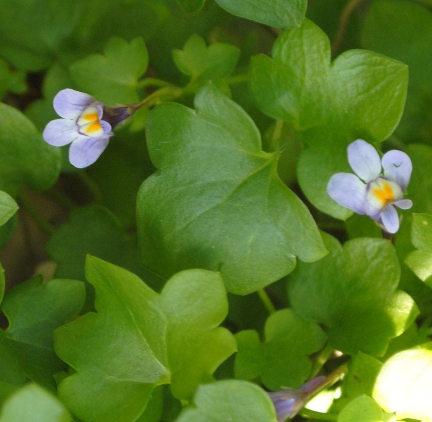 Cymbalaria muralis / Ciombolino comune