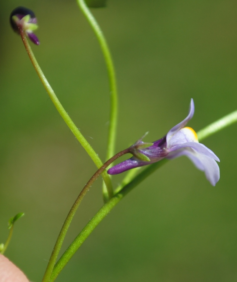 Cymbalaria muralis / Ciombolino comune