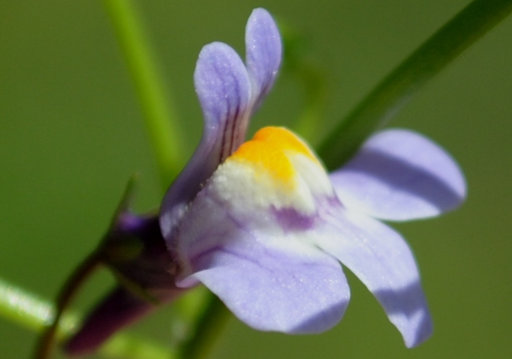 Cymbalaria muralis / Ciombolino comune