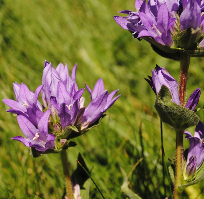 Campanula glomerata