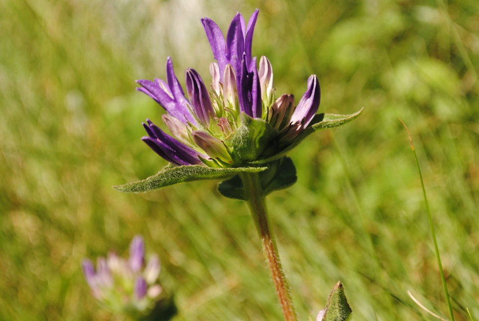 Campanula glomerata