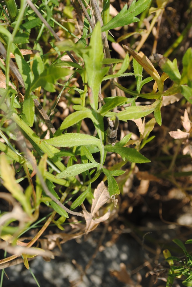 Dalmazia - Cephalaria leucantha