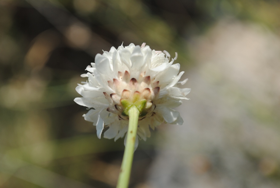 Dalmazia - Cephalaria leucantha