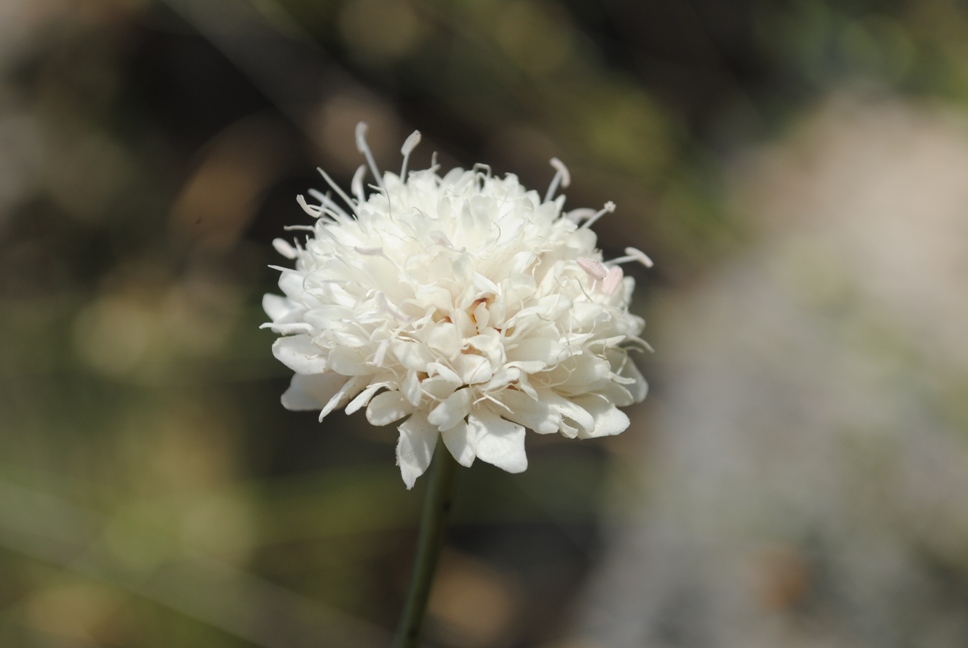 Dalmazia - Cephalaria leucantha