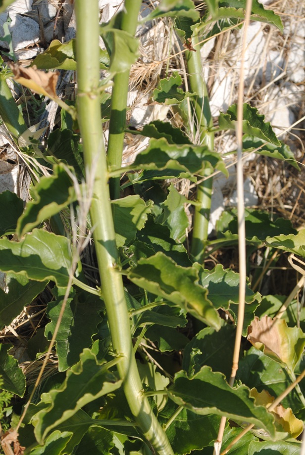 Campanula pyramidalis / Campanula piramidale