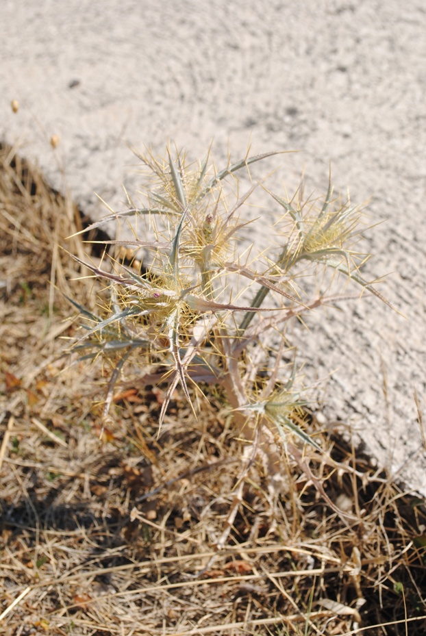 Dalmazia5 - Carlina lanata