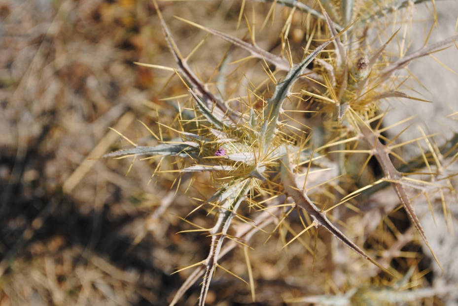 Dalmazia5 - Carlina lanata