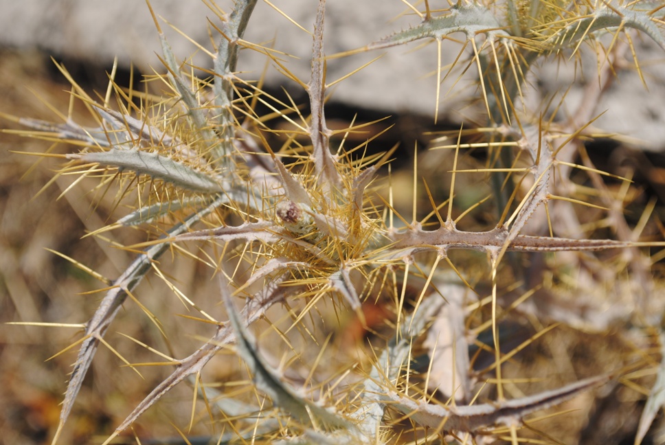 Dalmazia5 - Carlina lanata