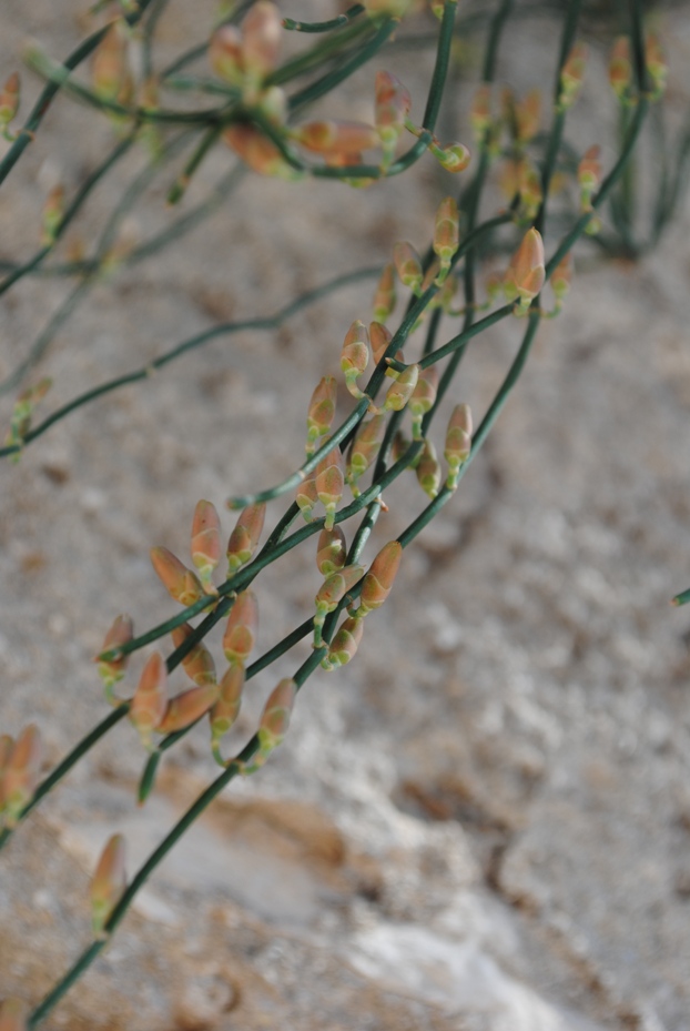 Dalmazia6 - Ephedra cfr.fragilis