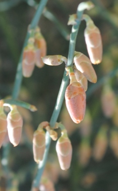 Dalmazia6 - Ephedra cfr.fragilis