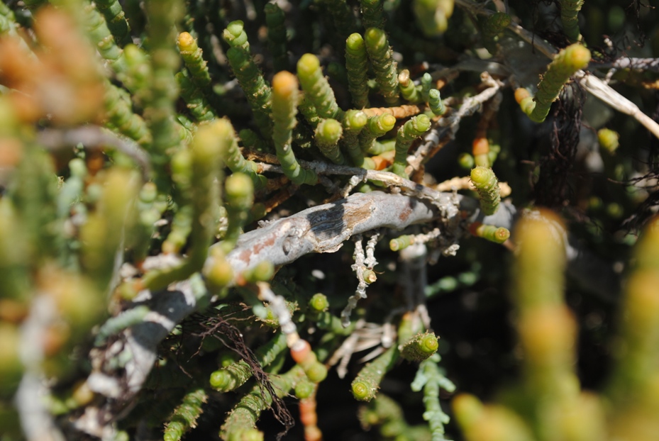 Dalmazia -Arthrocnemum sp.