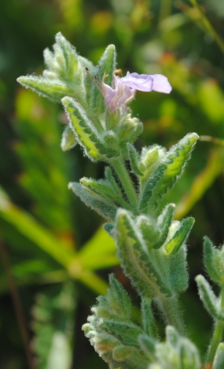 Teucrium scordium / Camedrio scordio