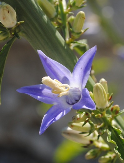 Campanula pyramidalis / Campanula piramidale