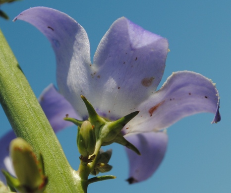 Campanula pyramidalis / Campanula piramidale