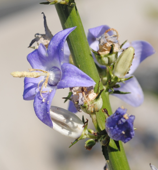 Campanula pyramidalis / Campanula piramidale