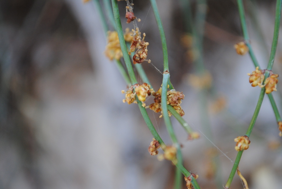 Dalmazia - Ephedra sp.