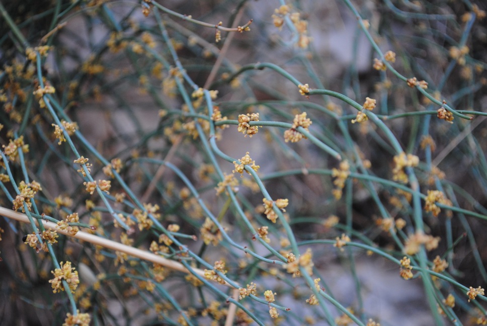 Dalmazia - Ephedra sp.