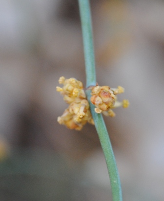 Dalmazia - Ephedra sp.