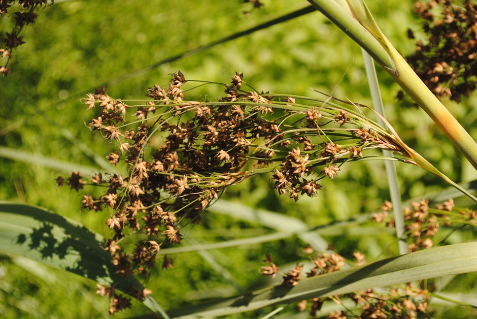 Dalmazia - Cladium mariscus