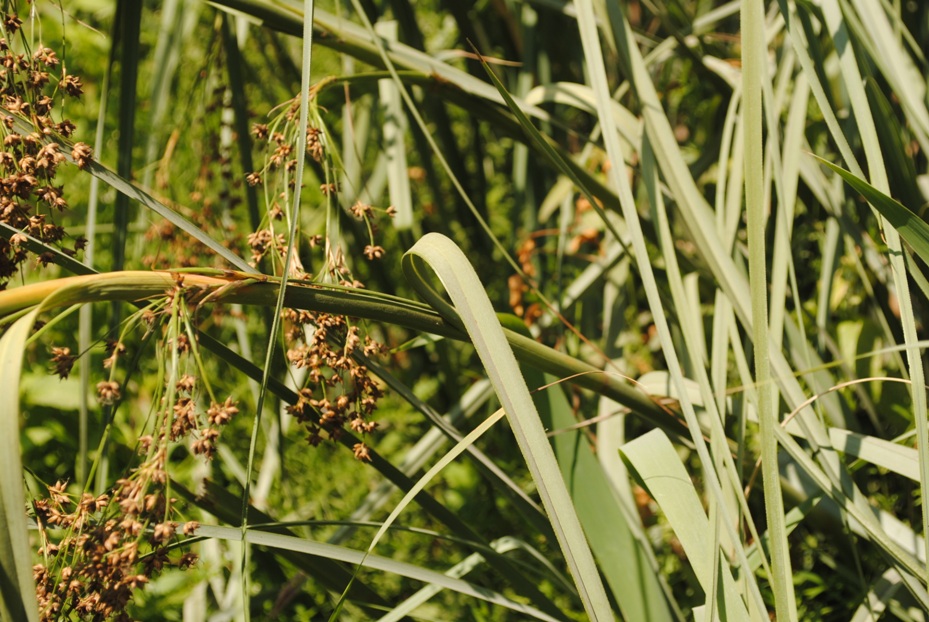 Dalmazia - Cladium mariscus