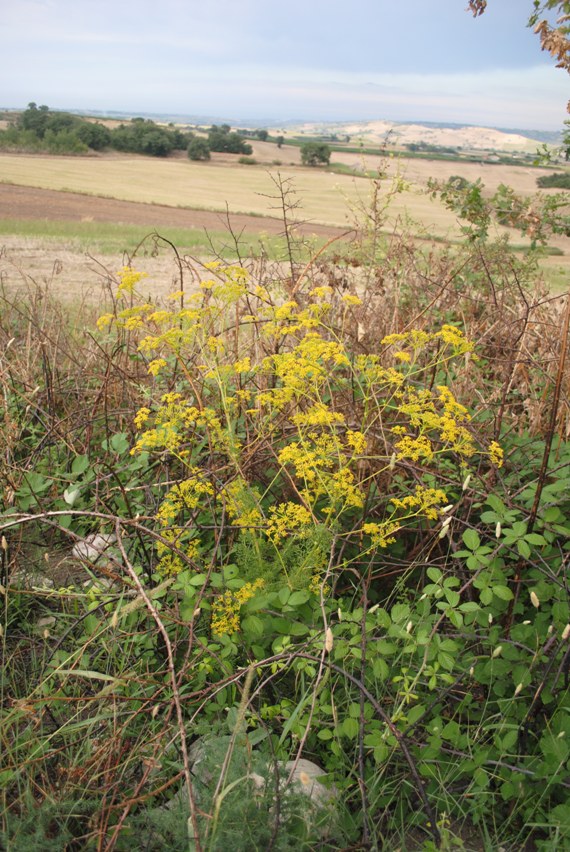 Ferulago campestris / Ferula finocchiazzo