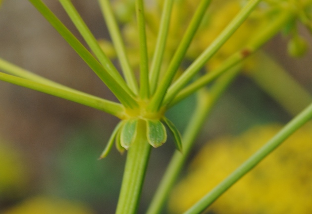 Ferulago campestris / Ferula finocchiazzo
