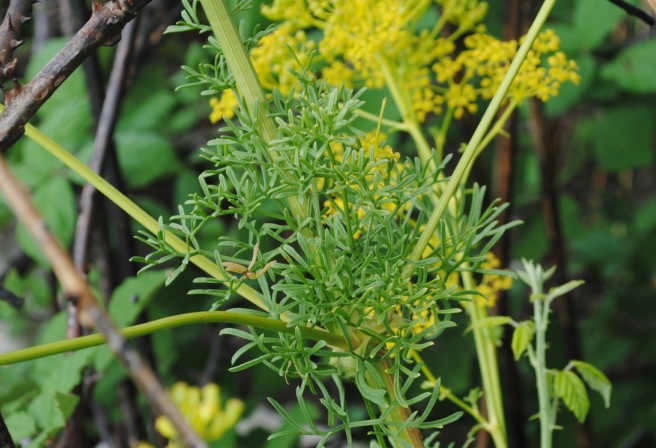 Ferulago campestris / Ferula finocchiazzo