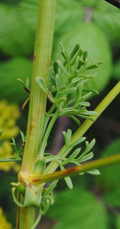 Ferulago campestris / Ferula finocchiazzo