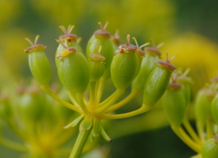 Ferulago campestris / Ferula finocchiazzo