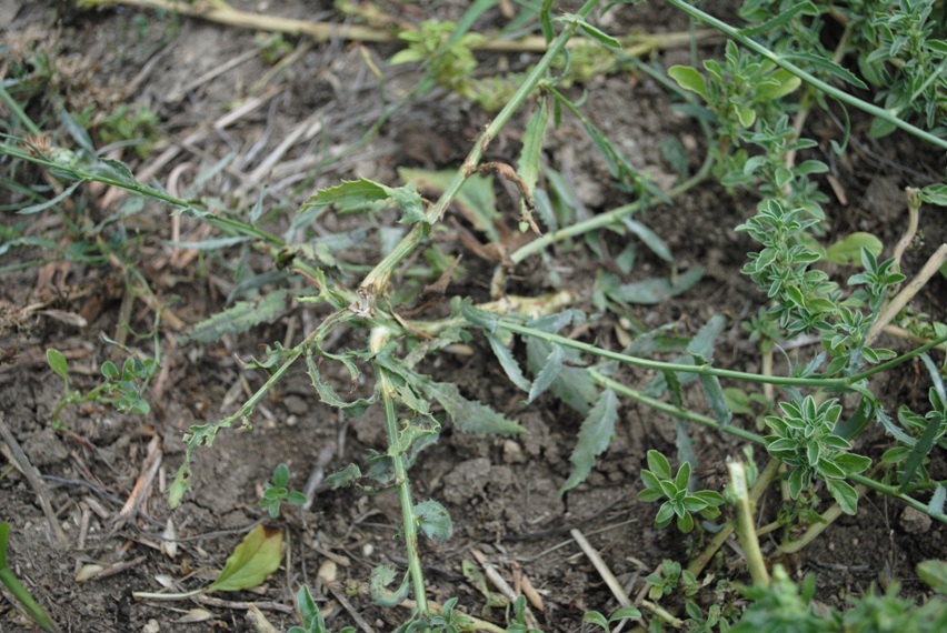 Mantisalca duriaei / Fiordaliso di Durieu