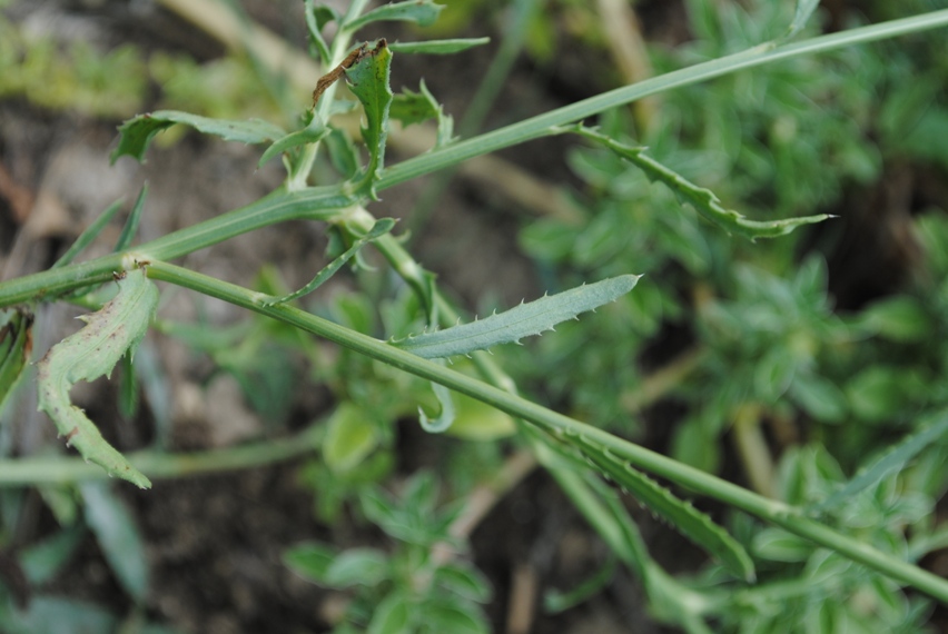 Mantisalca duriaei / Fiordaliso di Durieu